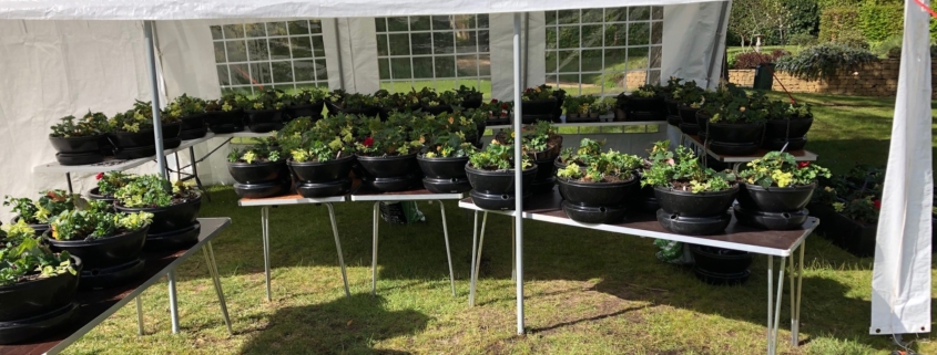 Outside tables with planted hanging baskets