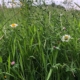 Wild flowers