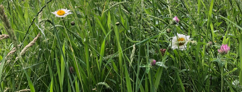 Wild flowers